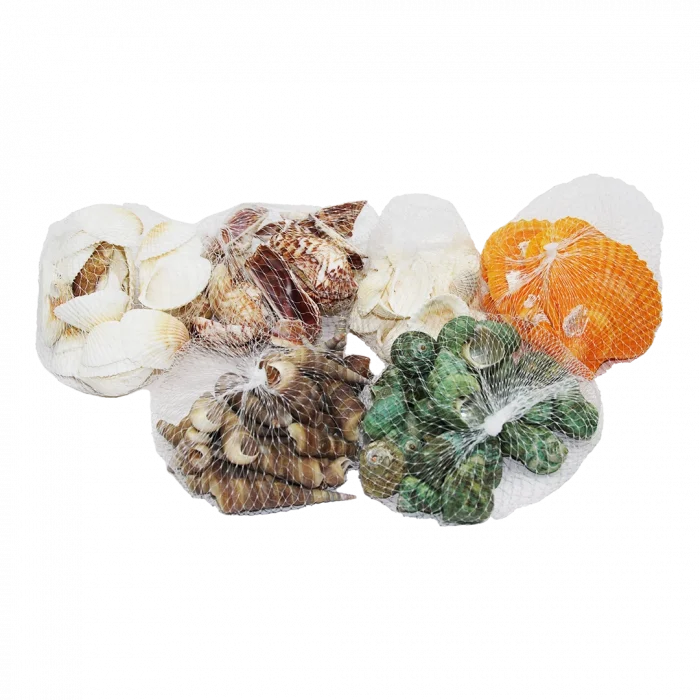 FİLELİ MİDYE DENİZ KABUK VAZO TAŞI RENKLİ MİX (5047)