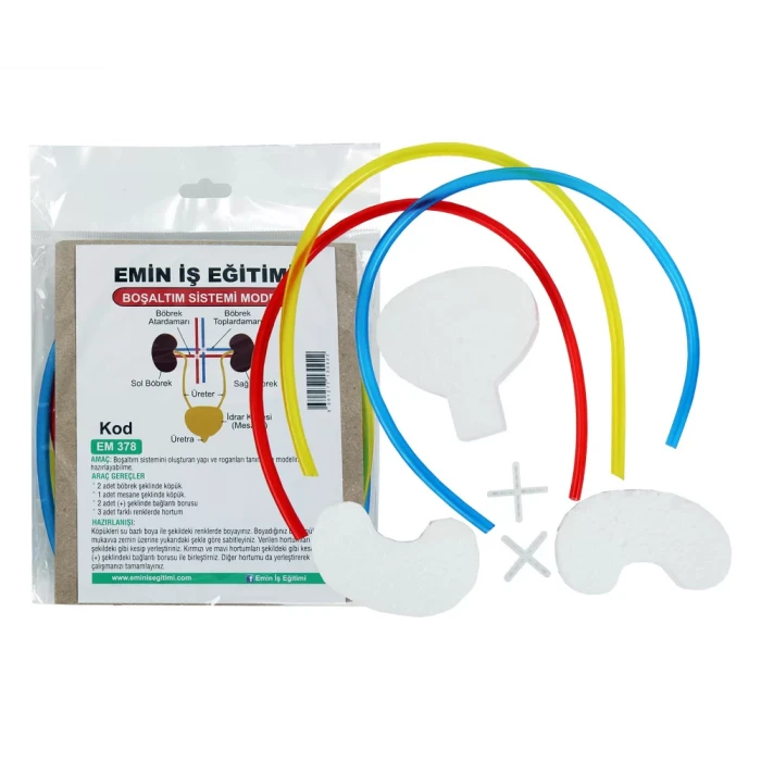 Boşaltım Sistemi Modeli