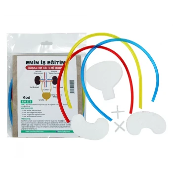 Boşaltım Sistemi Modeli