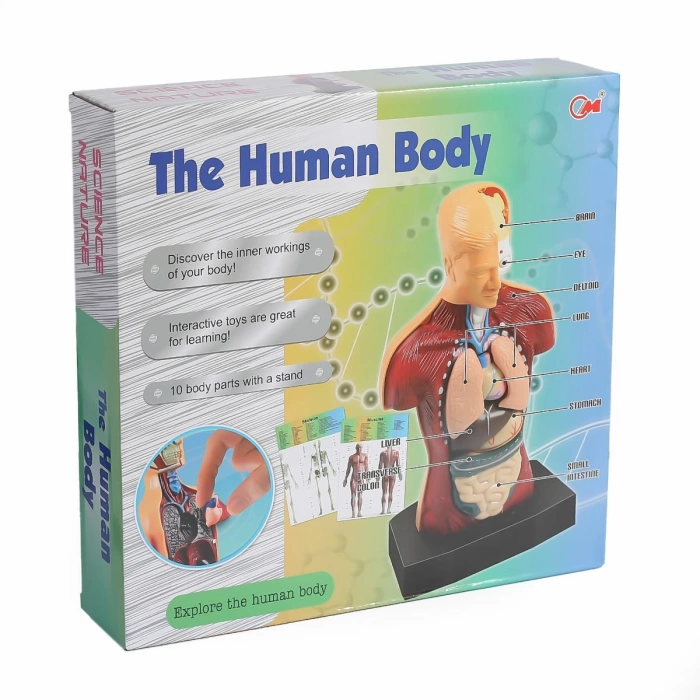 İnsan Vücudunu 3D Eğitim Öğretim Seti Zeka Geliştirici Set