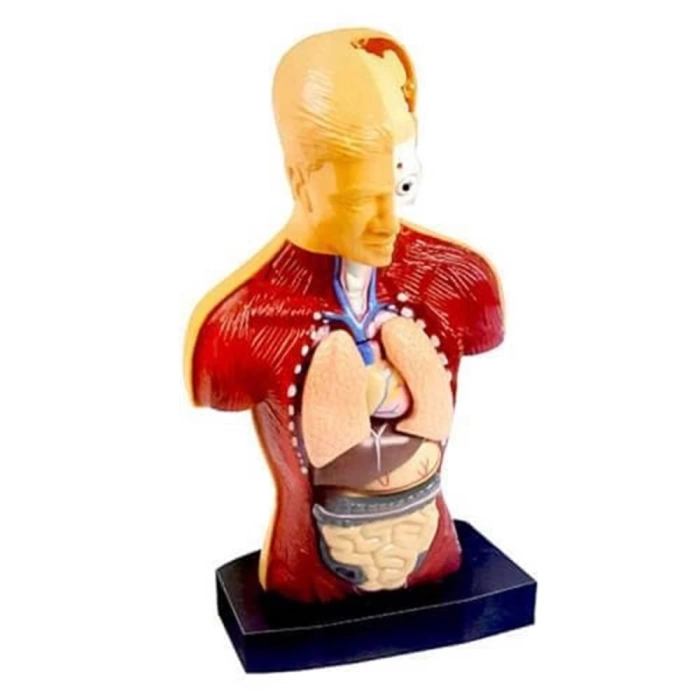 İnsan Vücudunu 3D Eğitim Öğretim Seti Zeka Geliştirici Set