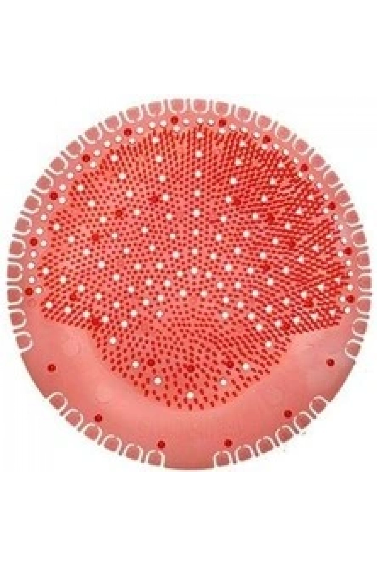 Fresh Smell Koku Giderici Tropical Papaya