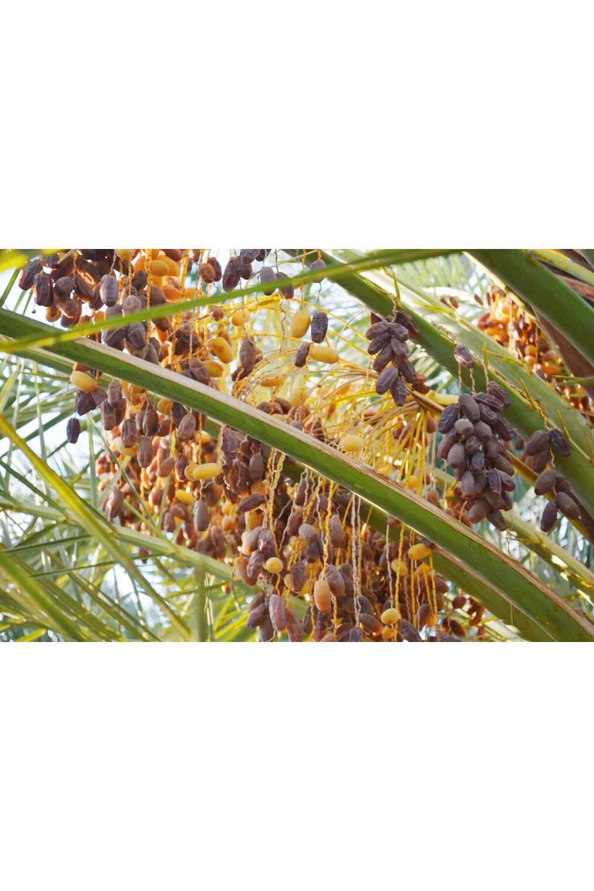 Safhasat Kurutulmuş Hurma 500 g