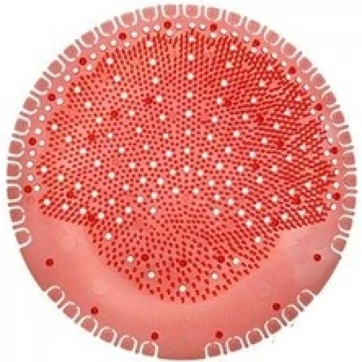 Fresh Smell Koku Giderici Tropical Papaya