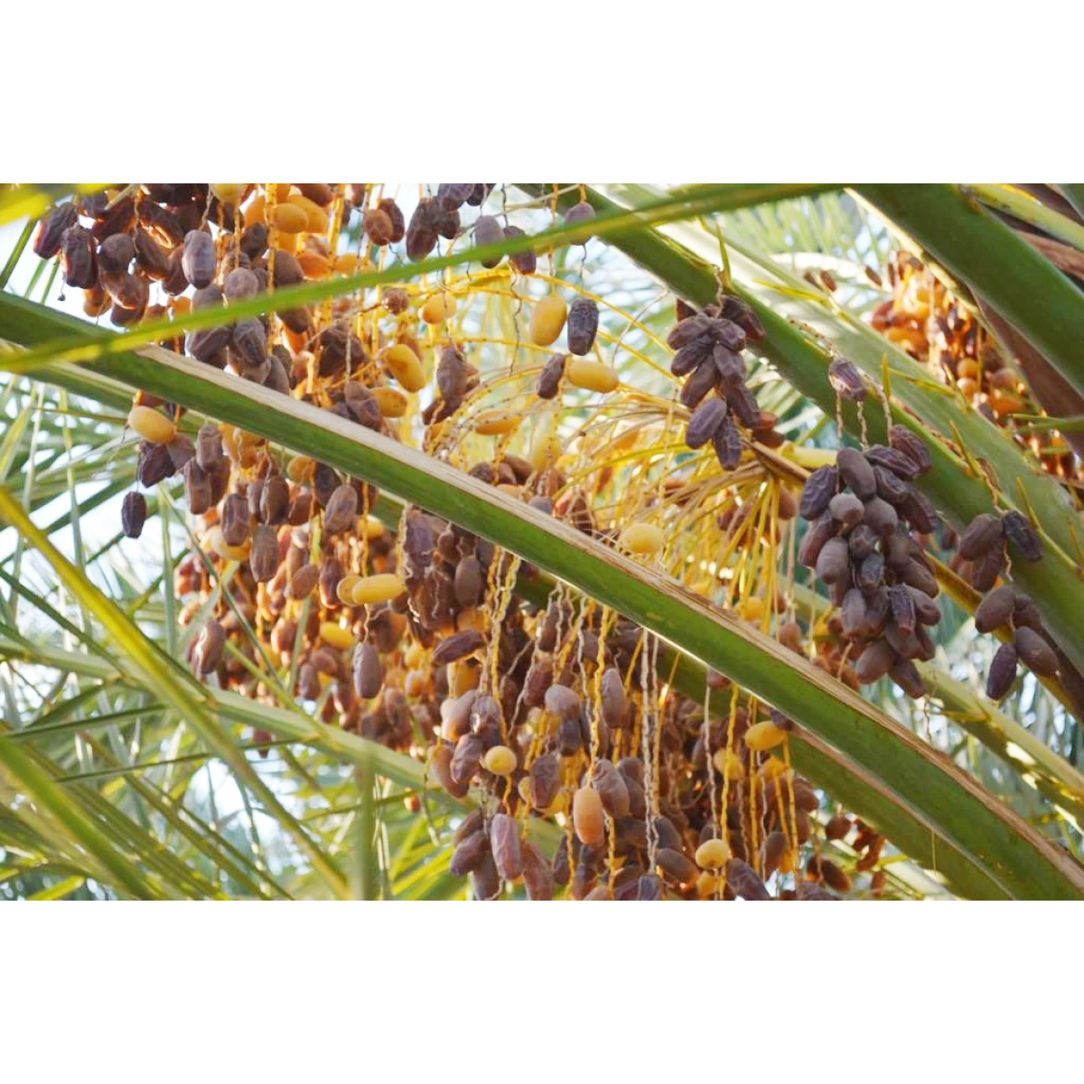 Safhasat Kurutulmuş Hurma 500 g