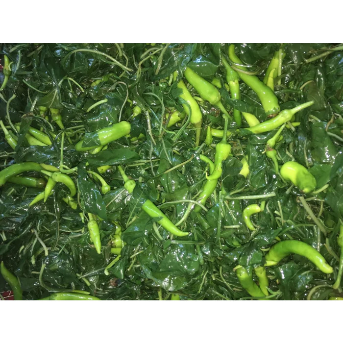 Biber Yaprağı Turşusu