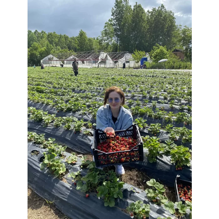 Çilek Reçeli 660 cc