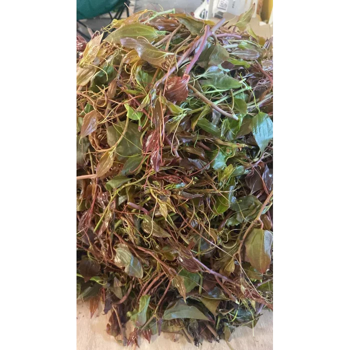 Melevcan (Kırçan, Dikenucu) Taze