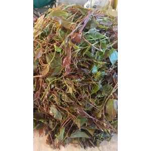 Melevcan (Kırçan, Dikenucu) Taze