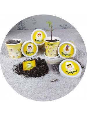 BERU BİTKİ YETİŞTİRME KİTİ (KARTON)