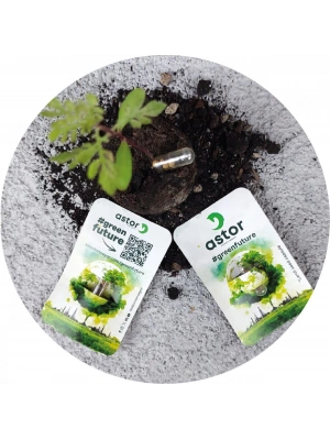 YOSU TOHUM KAPSÜLLERİ