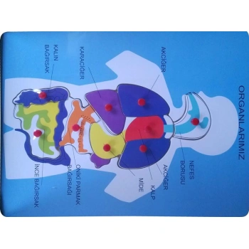 BU-BU AHŞAP PUZZLE ORGANLARIMIZ