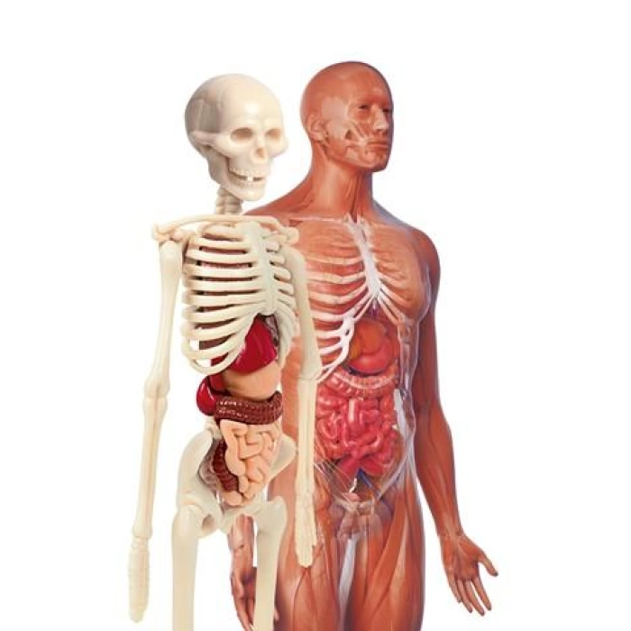 İlk Keşiflerim - İnsan Anatomisi