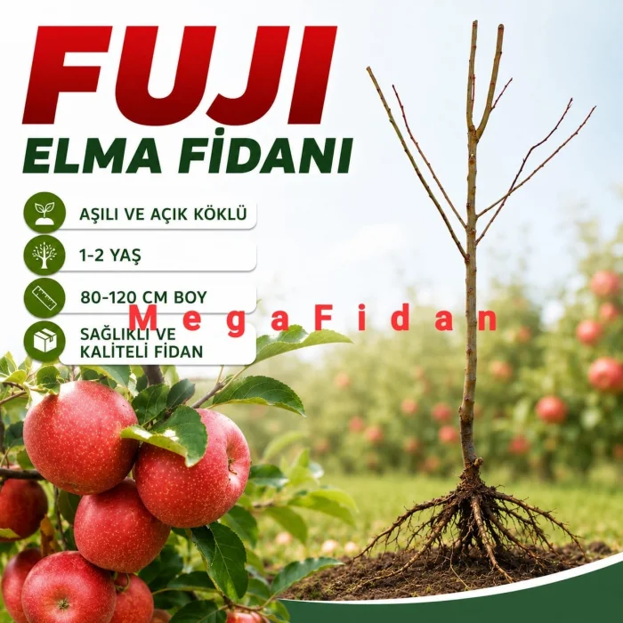 Fuji Elma Fidanı 1-2 Yaş | 80-120 cm | Açık Köklü