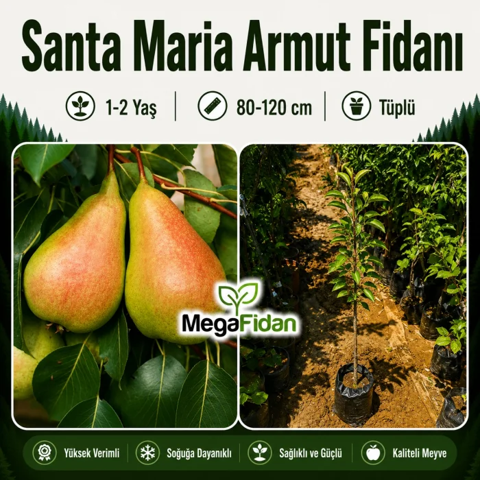 Santa Maria Armut Fidanı 1-2 Yaş | 80-120 cm | Tüplü