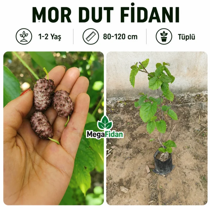 Mor Dut Fidanı | 1-2 Yaş | 80-120 cm | Tüplü