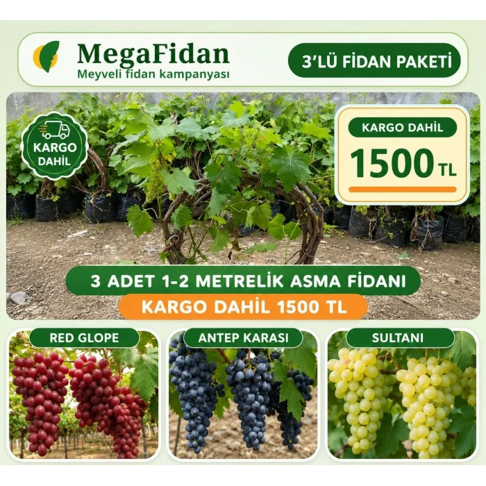 3lü Üzüm (Asma) Kampanya Seti