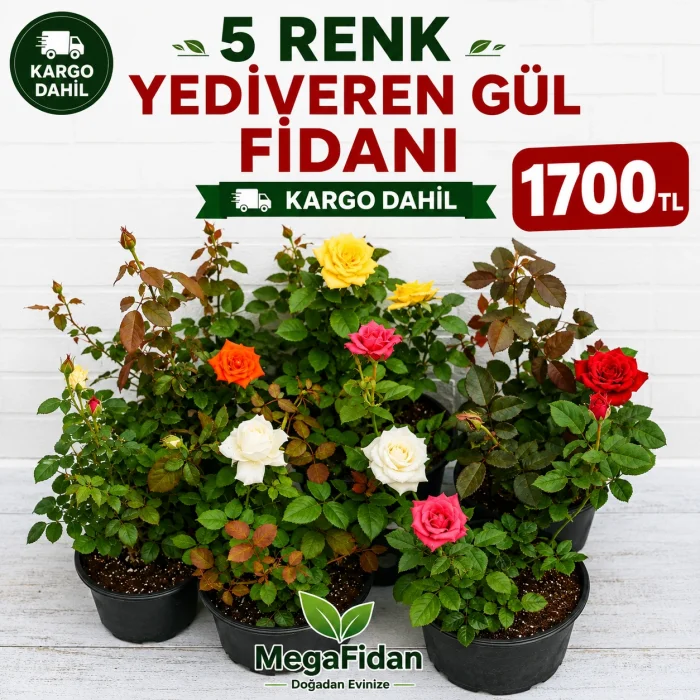 5Li Yediveren Gül Kampanya Seti