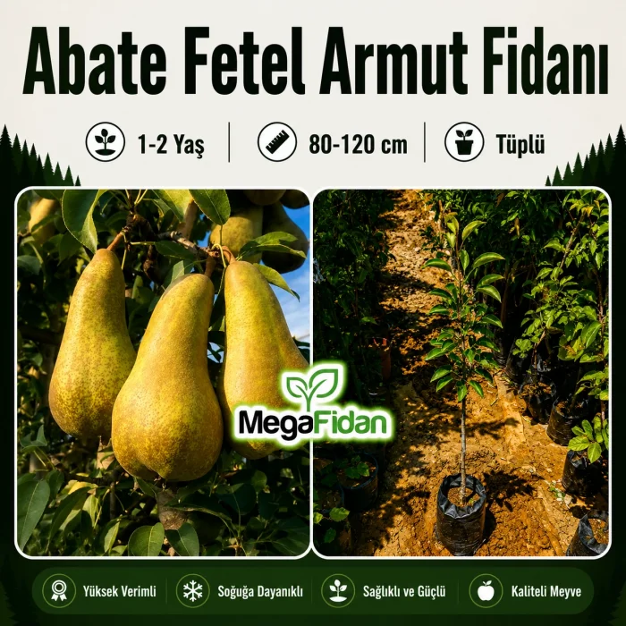 Abate Fetel Armut Fidanı 1-2 Yaş | 80-120 cm | Tüplü