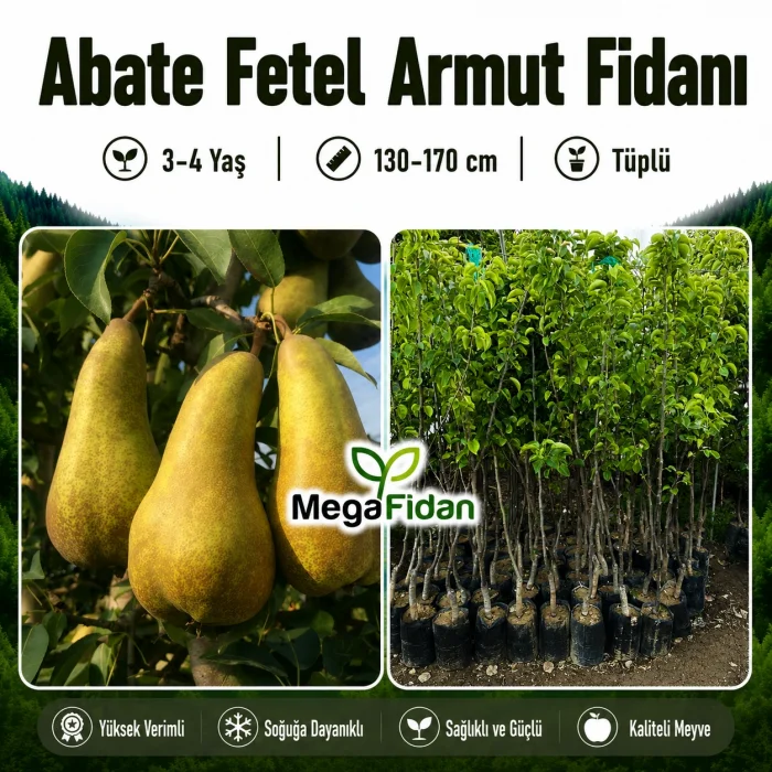 Abate Fetel Armut Fidanı 3-4 Yaş | 130-170 cm | Tüplü