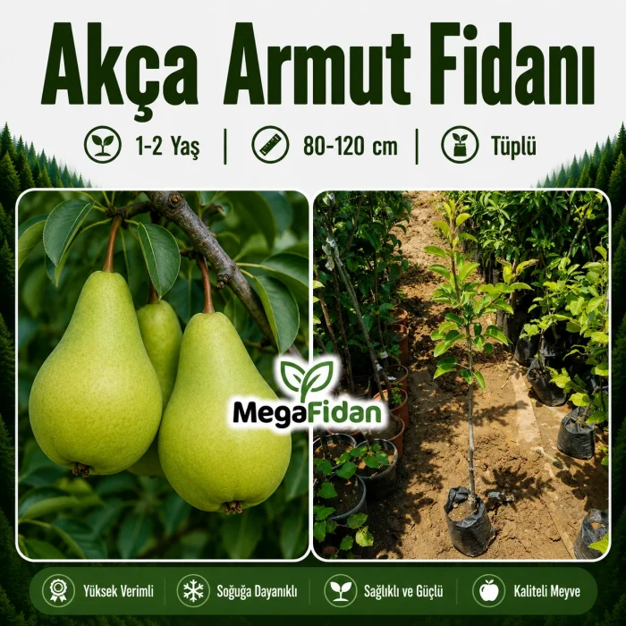 Akça Armut Fidanı 1-2 Yaş | 80-120 cm | Tüplü