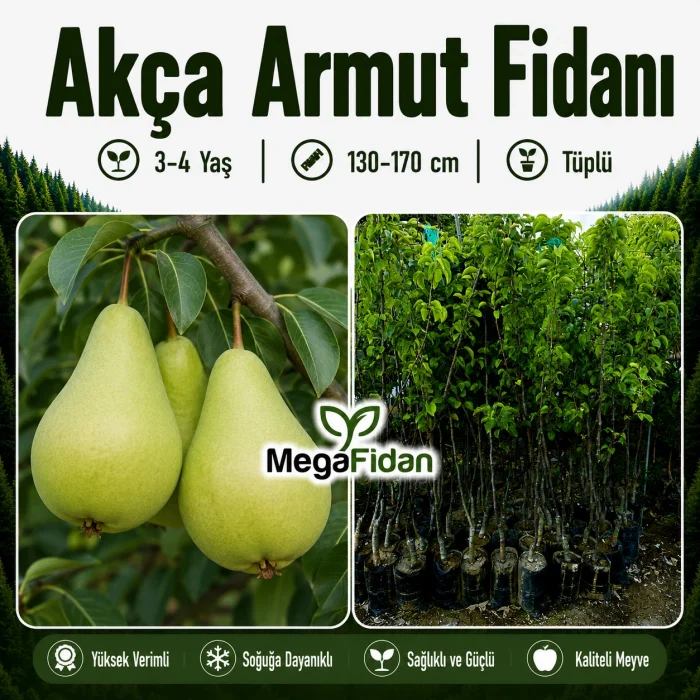 Akça Armut Fidanı 3-4 Yaş | 130-170 cm | Tüplü