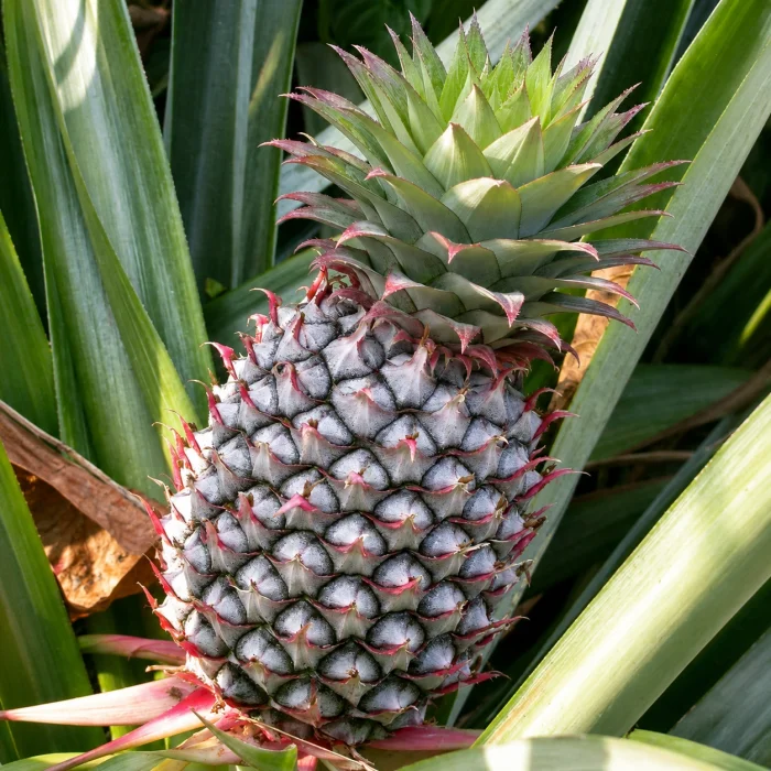 Ananas Fidanı
