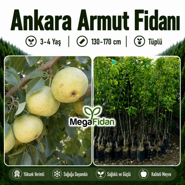 Ankara Armut Fidanı 3-4 Yaş | 130-170 cm | Tüplü