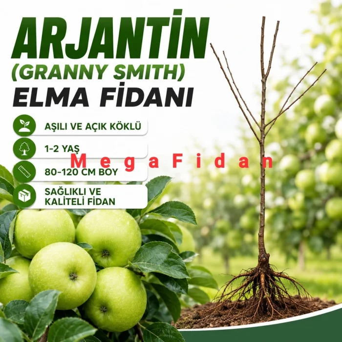 Arjantin (Granny Smith) Elma Fidanı 1-2 Yaş | 80-120 cm | Açık Köklü