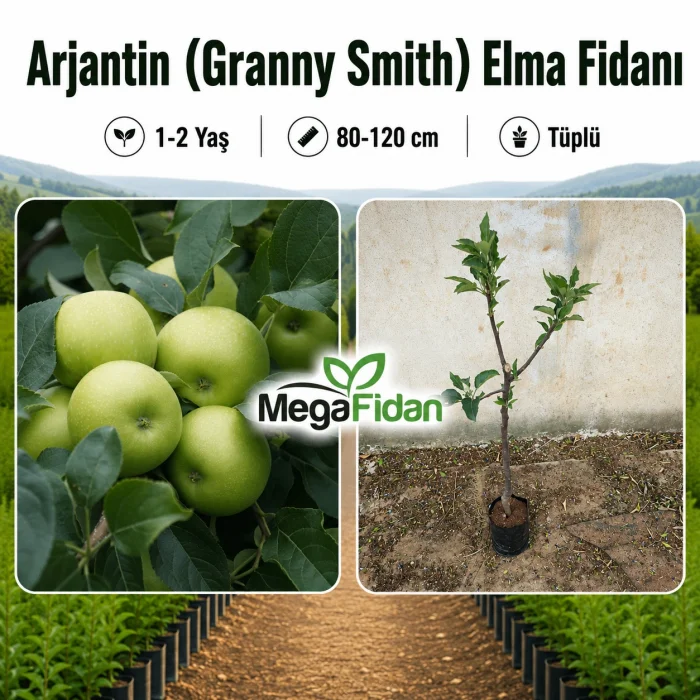 Arjantin (Granny Smith) Elma Fidanı 1-2 Yaş | 80-120 cm | Tüplü