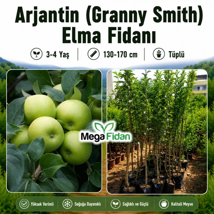 Arjantin (Granny Smith) Elma Fidanı 3-4 Yaş | 130-170 cm | Tüplü