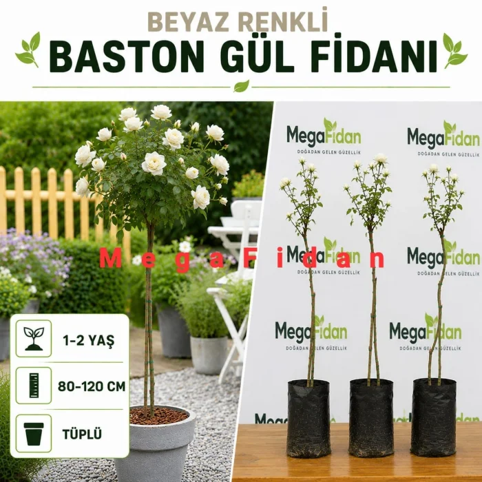 Beyaz Renkli Baston Gül Fidanı 1-2 Yaş | 80-120 cm | Tüplü
