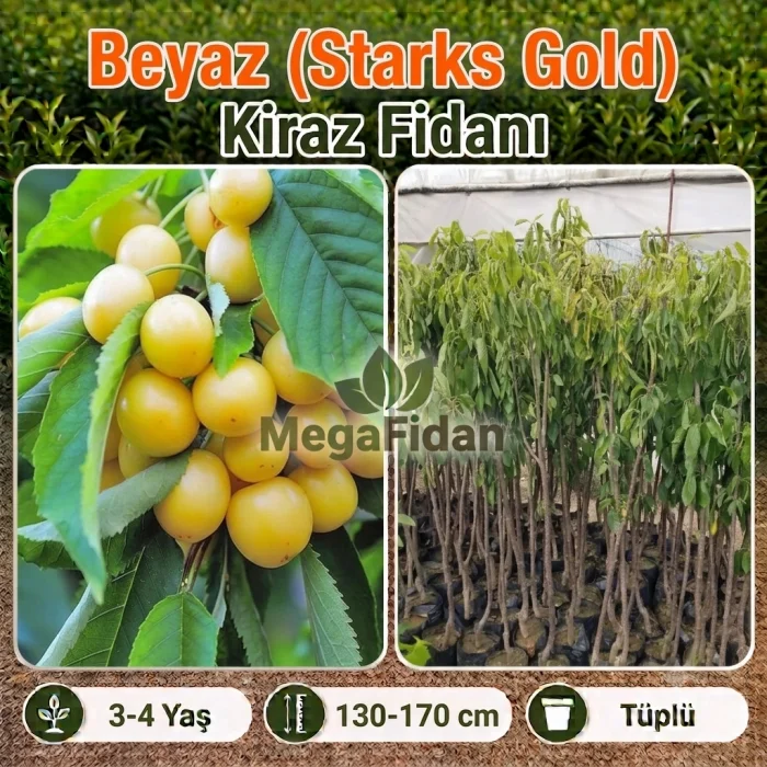 Beyaz (Starks Gold) Kiraz Fidanı | 3-4 Yaş | 130-170 cm | Tüplü