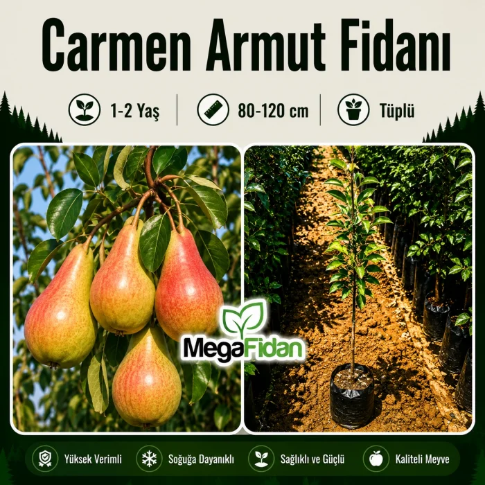 Carmen Armut Fidanı 1-2 Yaş | 80-120 cm | Tüplü