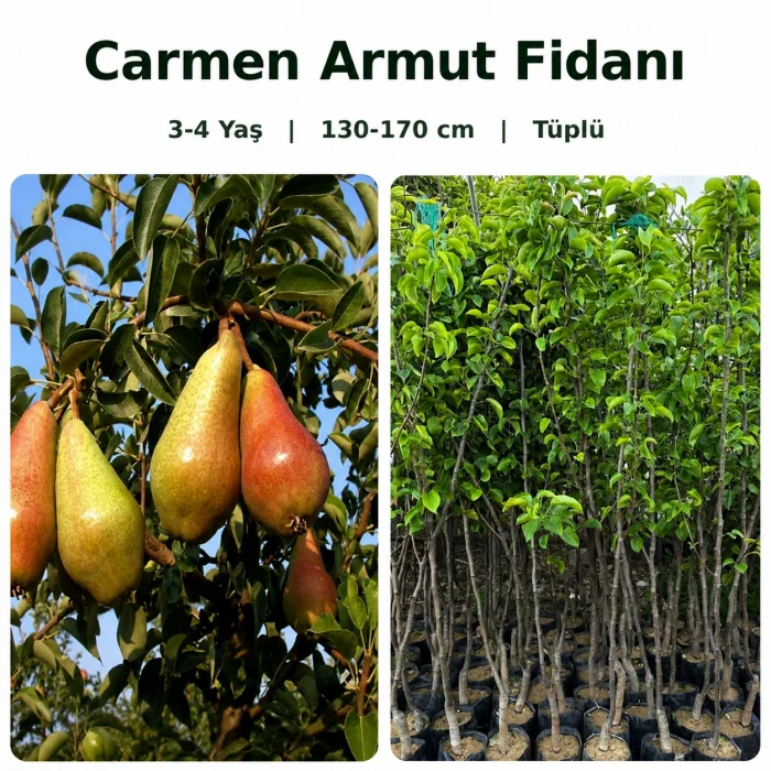 Carmen Armut Fidanı 3-4 Yaş | 130-170 cm | Tüplü