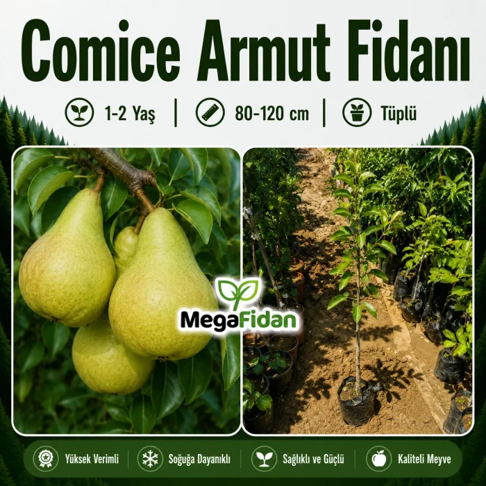Comice Armut Fidanı 1-2 Yaş | 80-120 cm | Tüplü