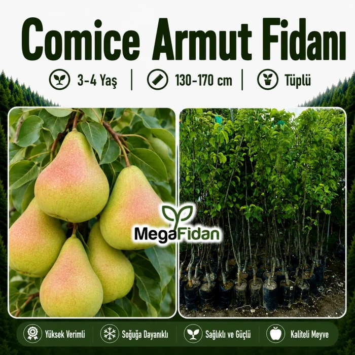 Comice Armut Fidanı 3-4 Yaş | 130-170 cm | Tüplü