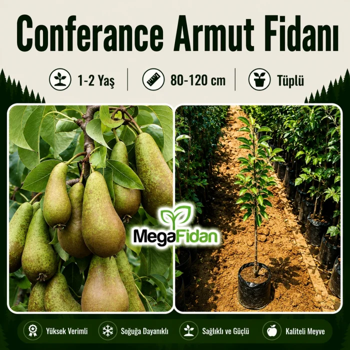 Conferance Armut Fidanı 1-2 Yaş | 80-120 cm | Tüplü