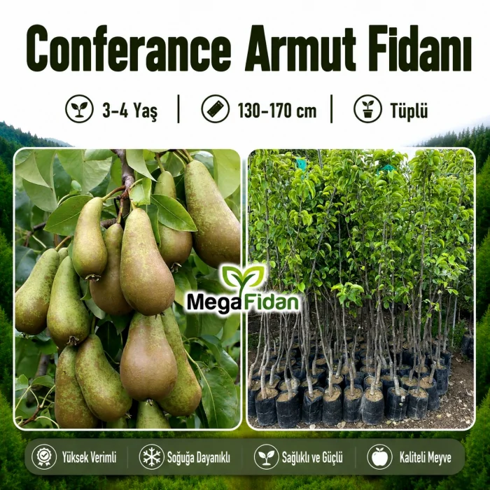 Conferance Armut Fidanı 3-4 Yaş | 130-170 cm | Tüplü
