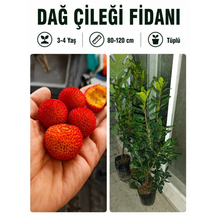 Dağ Çileği Fidanı | 3-4 Yaş | 80-120 cm | Tüplü