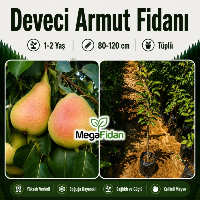 Deveci Armut Fidanı 1-2 Yaş | 80-120 cm | Tüplü