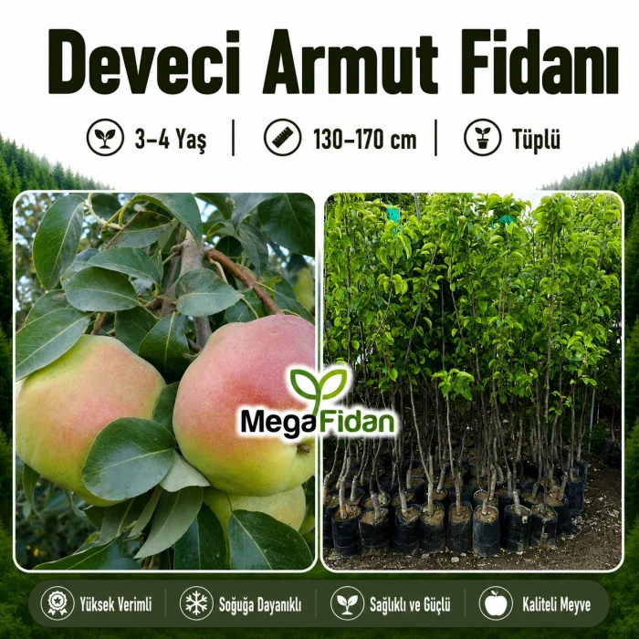 Deveci Armut Fidanı 3-4 Yaş | 130-170 cm | Tüplü