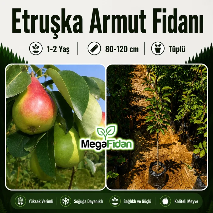 Etruşka Armut Fidanı 1-2 Yaş | 80-120 cm | Tüplü