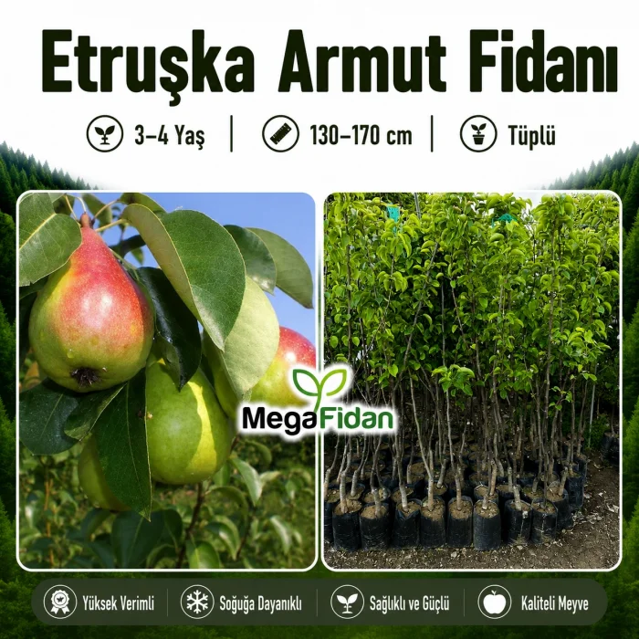 Etruşka Armut Fidanı 3-4 Yaş | 130-170 cm | Tüplü