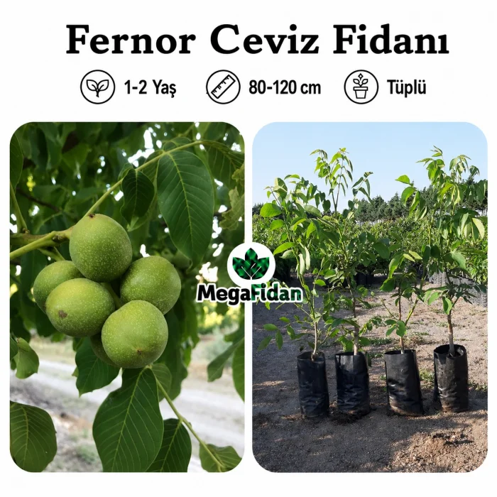 Fernor Ceviz Fidanı | 1-2 Yaş | 80-120 cm | Tüplü