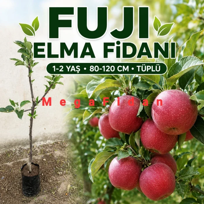Fuji Elma Fidanı | 1-2 Yaş | 80-120 cm | Tüplü