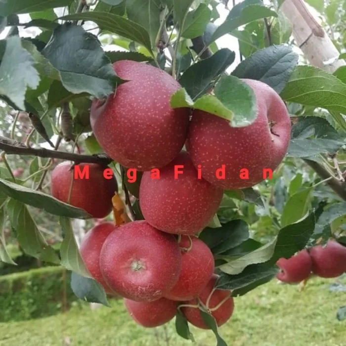 Fuji Elma Fidanı | 1-2 Yaş | 80-120 cm | Tüplü