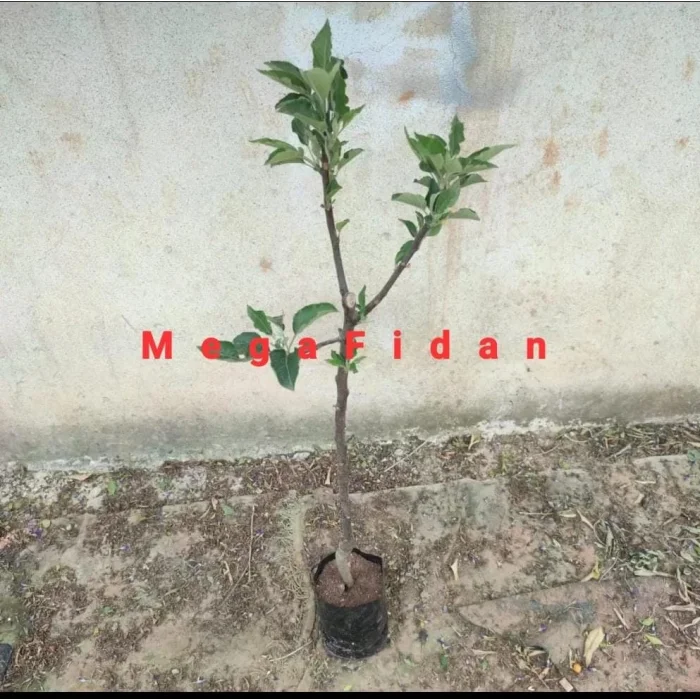 Fuji Elma Fidanı | 1-2 Yaş | 80-120 cm | Tüplü