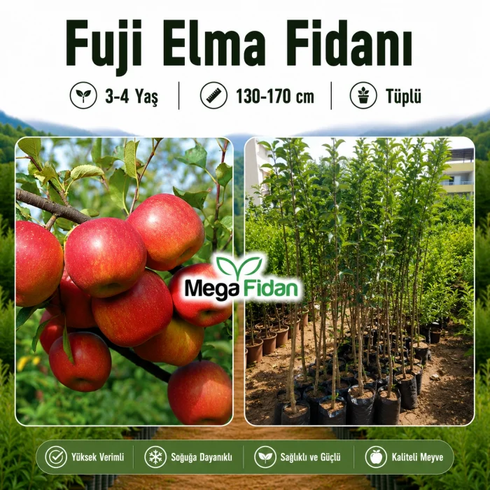 Fuji Elma Fidanı 3-4 Yaş | 130-170 cm | Tüplü