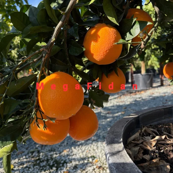 Fukumoto Portakal Fidanı 1-2 Yaş | 80-120 cm | Tüplü